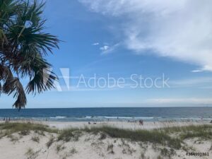 Palm tree on the beach at Gulf Shores Alabama Stock Photo