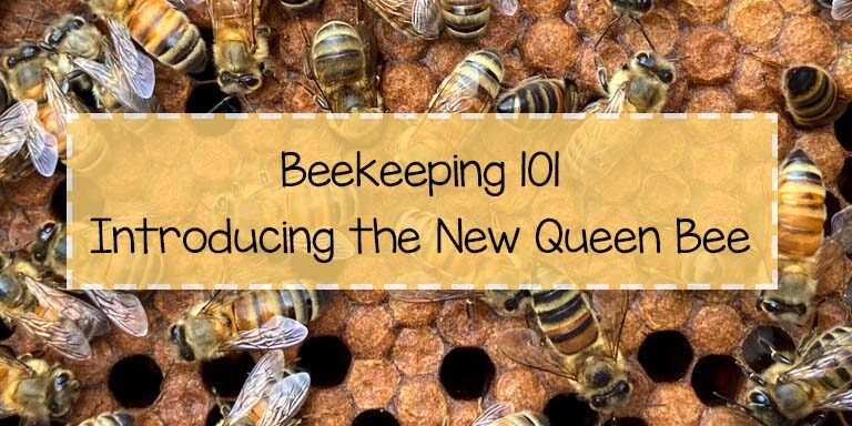 Learn how to introduce a new honey bee queen to your hive.