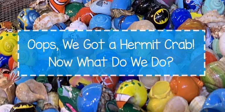 Caring for a Hermit Crab, Crabitat, How to Take Care of a Hermit Crab